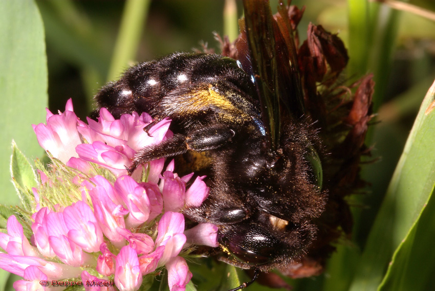 Xilocopa violacea .... un classico